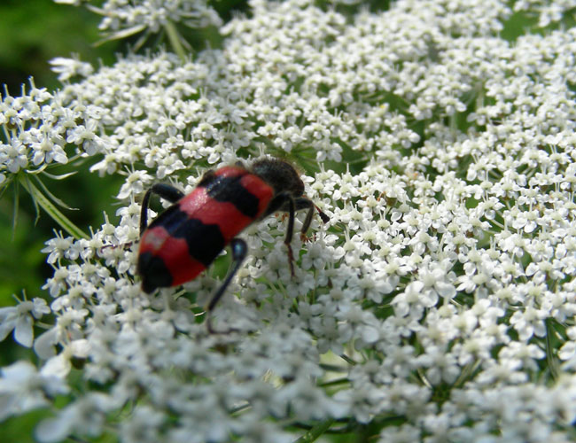 achillea