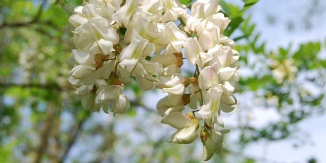 fiori d'acacia