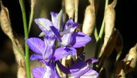 fiori e semi di speronella Federica Brambati